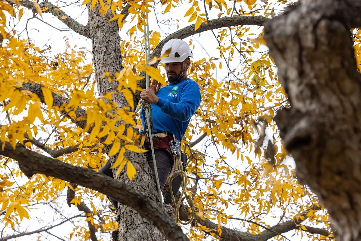 Skilled Tree Pruning crew working in Union